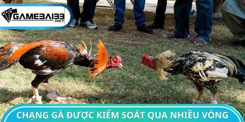 Chạng gà được kiểm soát qua nhiều vòng