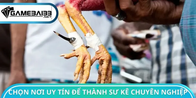 Chọn nền tảng uy tín để thành sư kê chuyên nghiệp