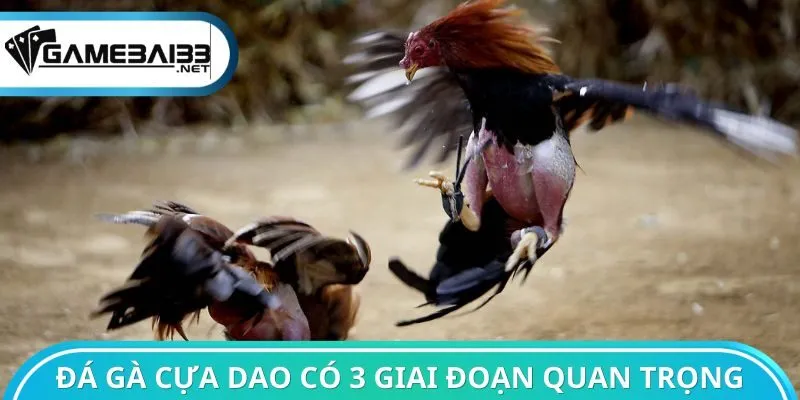 Đá gà cựa dao có 3 giai đoạn quan trọng