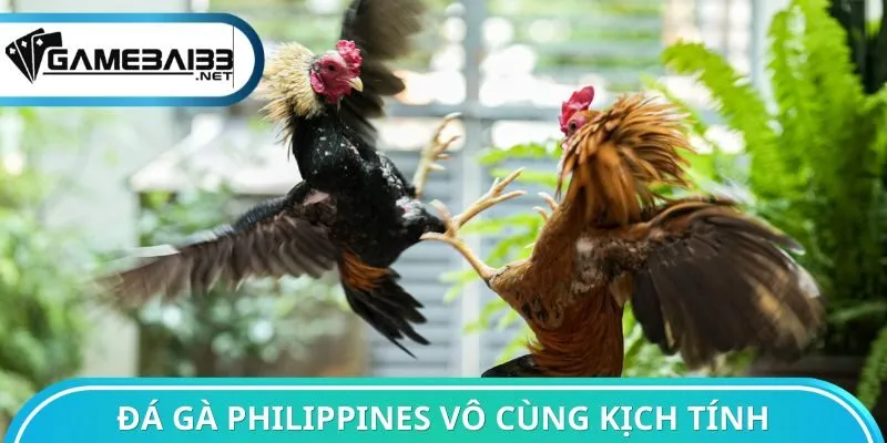 Đá gà Philippines được đánh giá cao về độ kịch tính