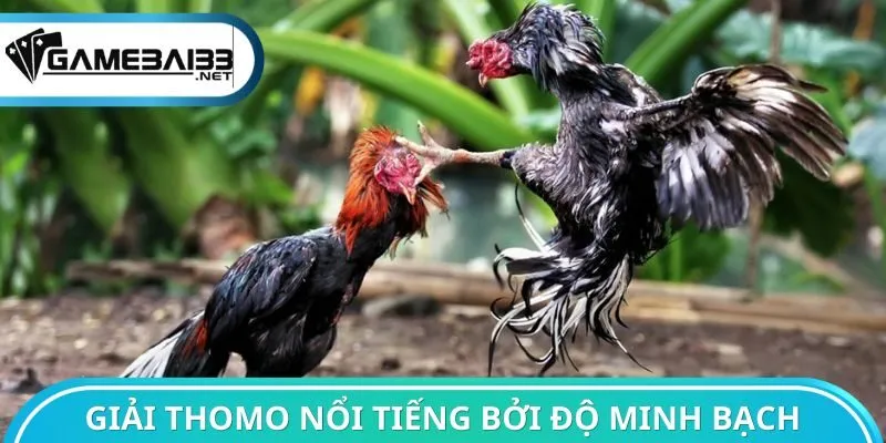 Giải Thomo nổi tiếng bởi độ minh bạch