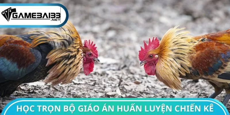 Học trọn bộ giáo án huấn luyện chiến kê