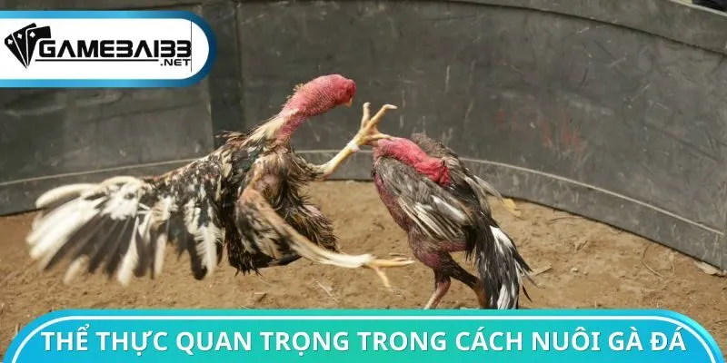 Nền tảng thể thực quan trọng trong cách nuôi gà đá