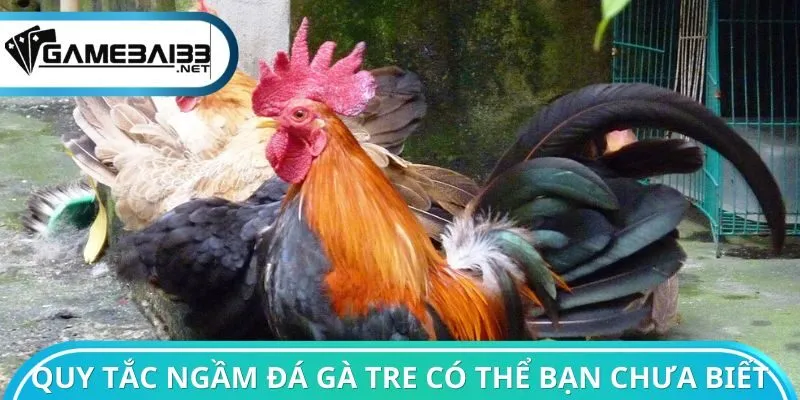 Quy tắc ngầm đá gà tre có thể bạn chưa biết