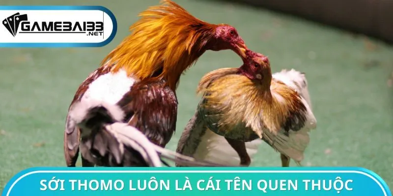 Sới Thomo luôn là cái tên quen thuộc trong giới
